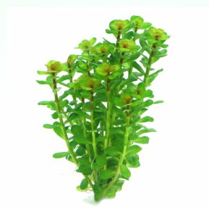 Dennerle Plants Rotala indica In-Vitro