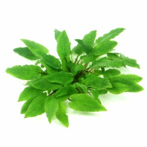 Dennerle Plants Cryptocoryne wendtii ´Broad Leaf´ In-Vitro