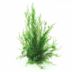 Dennerle Plants Taxiphyllum spec. Flammenmoos In-Vitro