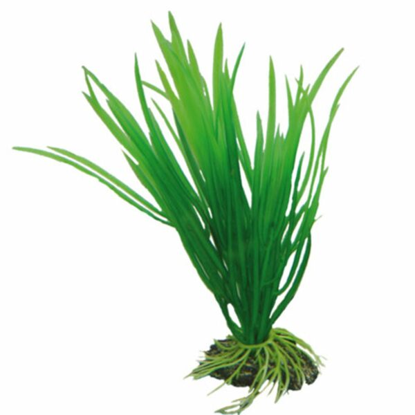 Hobby Aquariumdekoration Cyperus 16 cm