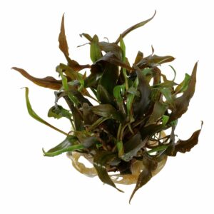 Tropica Aquariumpflanze Cryptocoryne undulatus 'Red'