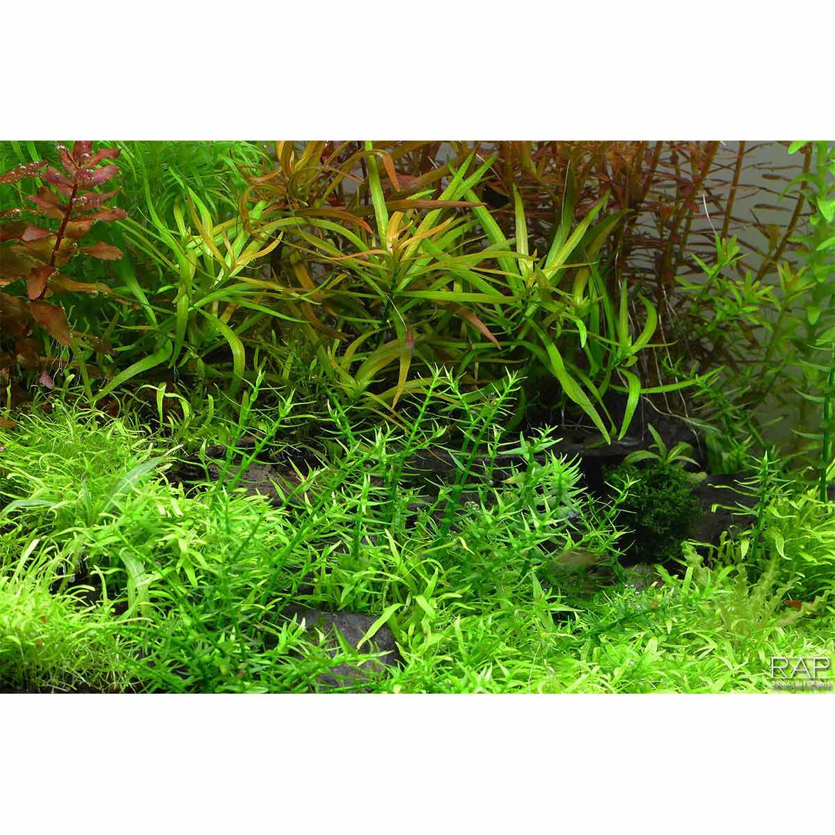 Tropica Aquariumpflanze Gratiola viscidula