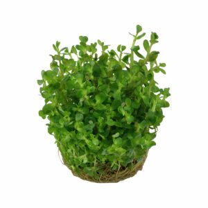 Tropica Aquariumpflanze Rotala indica 'Bonsai'