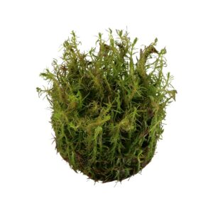 Tropica Aquariumpflanze Rotala wallichii