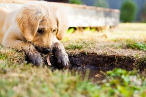 So geht es dem Hund rundum gut - Tipps und Tricks für ein glückliches und gesundes Leben