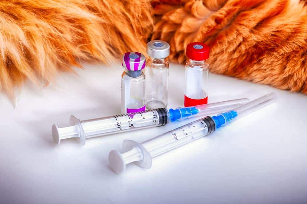 Haustier Impfung