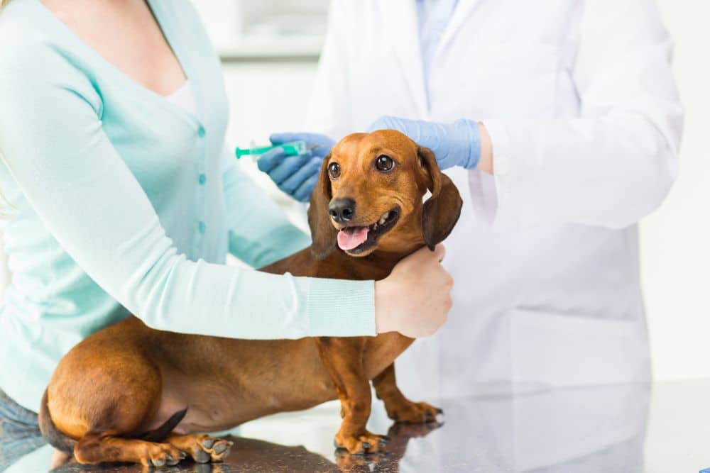 Hund Impfung