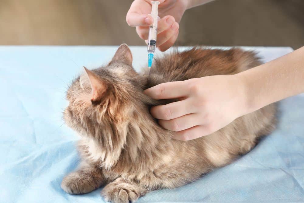 Katze Impfung