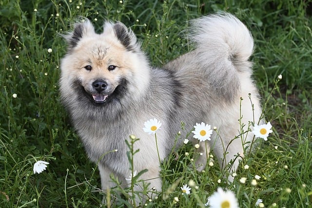 Die optimale Hunde-Ausstattung: Alles, was der treue Begleiter braucht