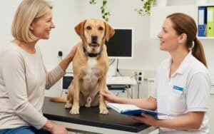 Warum eine Hundekrankenversicherung eine der wichtigsten Entscheidungen für Ihren Hund ist