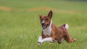 Gesunde Gelenke beim Hund: Was du von Anfang an tun kannst